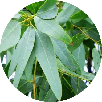 INCI - Esenciálny olej eukalyptus (Eucalyptus Globulus)